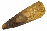 Fossil Spinosaurus Tooth - Real Dinosaur Tooth #344546-1